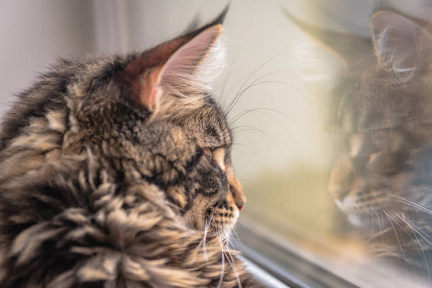 istock Maine Coon kitten portrait with reflection in the window 1372300129