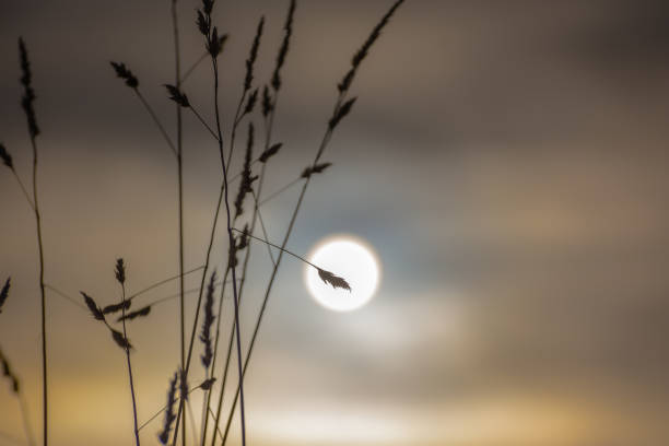 istock Winter sun setting through a field plant 1372300210