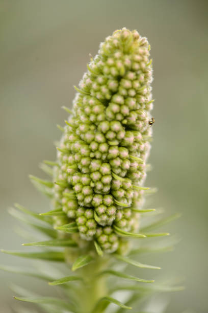 Flora of Gran Canaria -  Echium callithyrsum, blue bugloss of Tenteniguada, endemic to the island, natural macro floral background