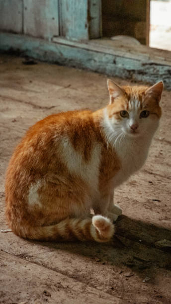 istock a confused cat inside an old house 1372302445