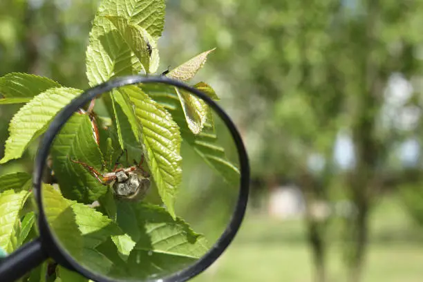 large cockchafer hides in young green leaves of a fruit tree under a magnifying glass close-up