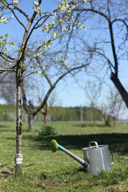 istock renewal in an old garden 1372303870
