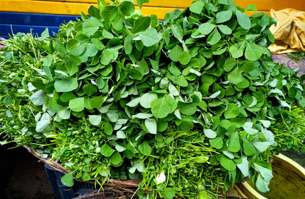 Bunch of fresh green fenugreek vegetable, healthy and nutritious for sale at a market in india A Bunch of fresh green fenugreek vegetable, healthy and nutritious for sale at a market in india fenugreek stock pictures, royalty-free photos & images