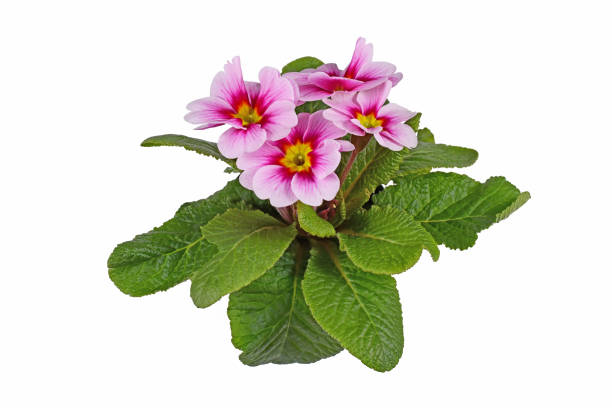 istock Pink and yellow 'Primula Acaulis' primrose flowers 1372304911