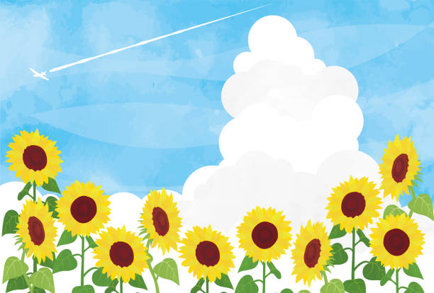 illustrations, cliparts, dessins animés et icônes de matériau de cadre de l’image d’été de l’illustration de tournesol - sunflower field scenics landscape