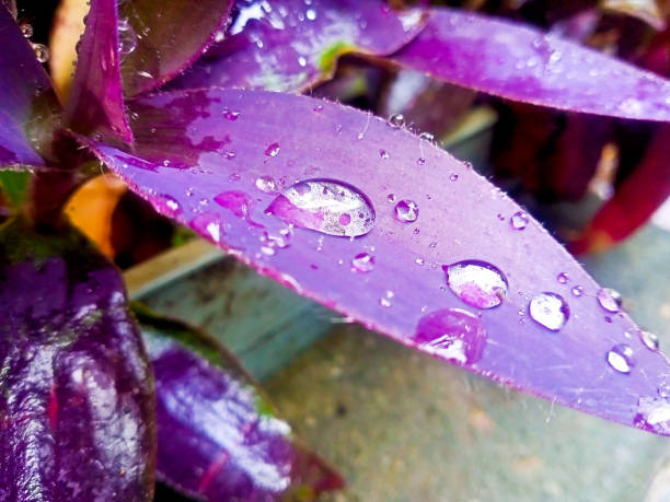 istock purple leaves with raindrops 1372306212