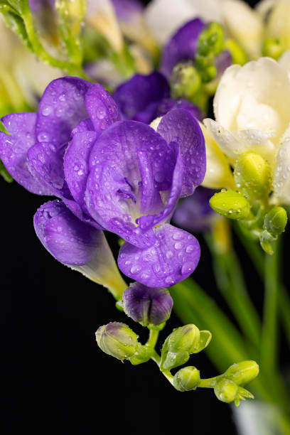 White and purple freesia flower bouquet with drops of dew, macro isolated against a black background. The branch of freesia with flowers, buds stock photo