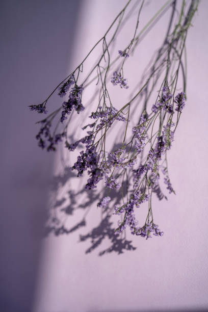 istock Purple lavender flowers on a purple background. 1372307810