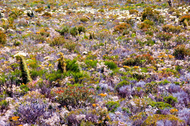 Spring Wildflowers Spring Wildflowers - Western Australia australian wildflower stock pictures, royalty-free photos & images