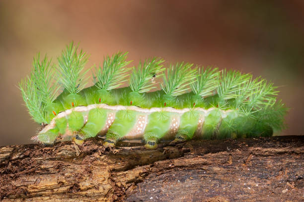 istock Brazilian Insect 1372309835