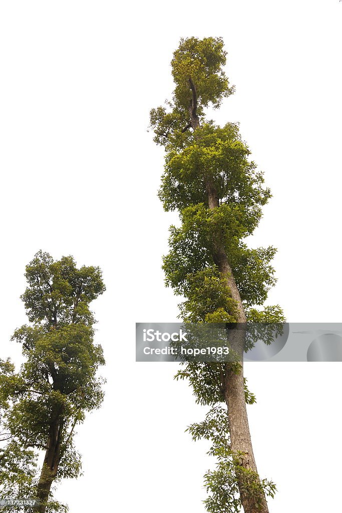 Árvore - Royalty-free Caule de planta Foto de stock