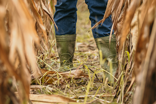 Close-up of Farmer wearing green colored rubber boots while standing in the middle of a cornfield surrounded by golden colored corn plants, low angle, rear view, focus on the legs and boots, horizontal