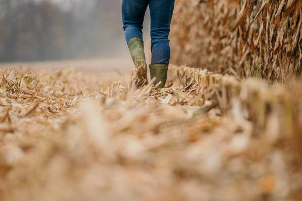 istock Farmer walking with his rubber boots on the stubble field next to huge corn plants, low angle view 1372314018