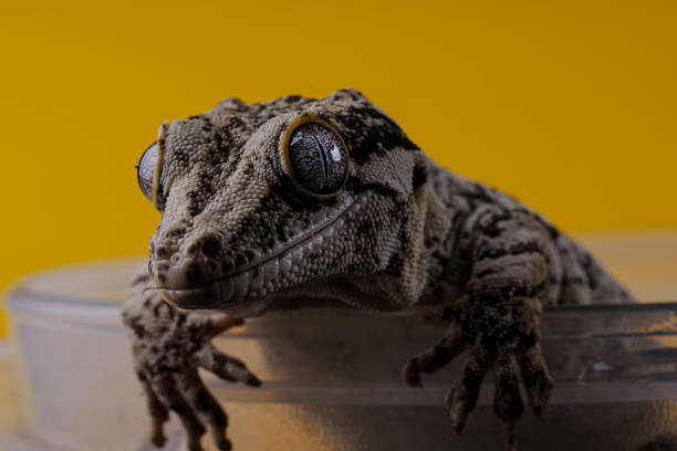 istock Gargoyle Gecko In Yellow Background 1372314222