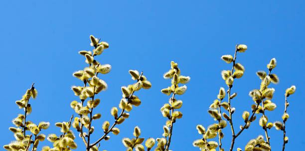 istock Goat willow, willow, blooms in spring on a clear day 1372316151