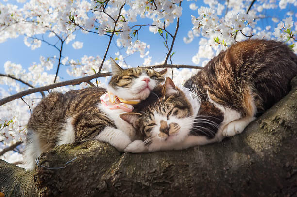 sakura blanca floreciente en primavera, día soleado. par de gatos sentados en un árbol, ueno park, tokio, japón - domestic cat city life animal pets fotografías e imágenes de stock