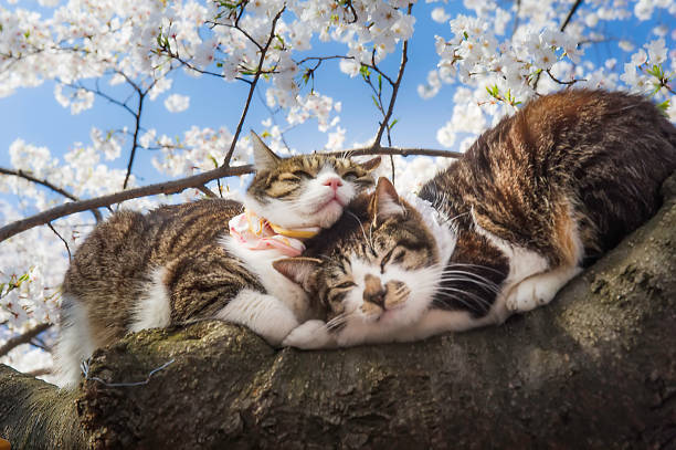 春、晴れた日に白い桜を咲かせます。木の上に座っている猫のペア、上野公園、東京、日本