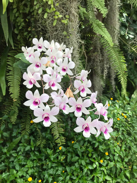 fleurs d’orchidées dendrobium exceptionnelles et colorées. - formal garden tropical climate park plant photos et images de collection