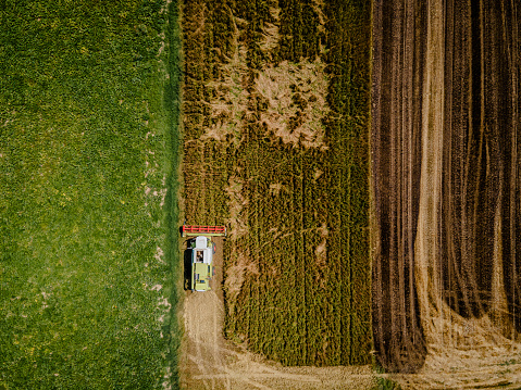 Combine Harvester, with white and green color, collecting barley on a barley field, vehicle driving up vertically, top view, high angle drone shot, green cultivated field on the left side of the picture horizontal