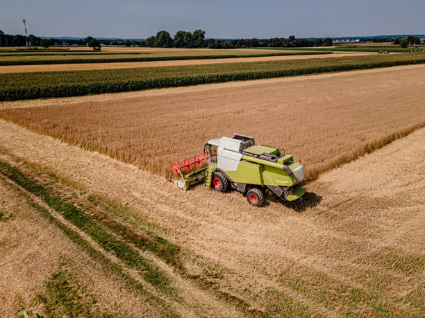 istock Combine Harvester collecting wheat on a wheat field during daylight, high angle drone shot, rear view 1372316436