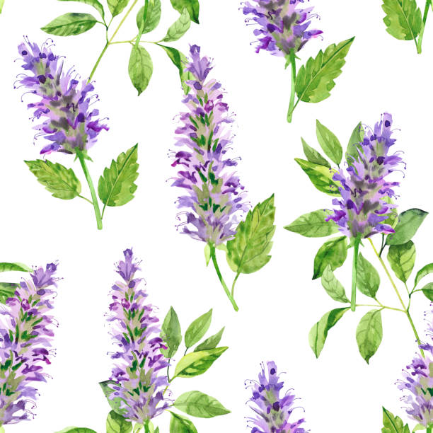 illustrazioni stock, clip art, cartoni animati e icone di tendenza di fiori e foglie di patchouli dipinti a mano ad acquerello - oli aromi e spezie