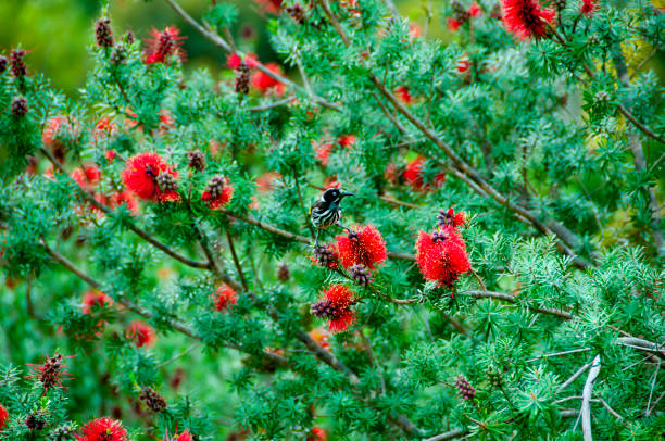 istock New Holland Honeyeater 1372317964