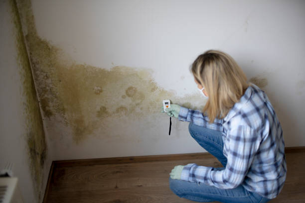 young woman measures the humidity on a wall with a lot of mold young woman measures the humidity on a wall with a lot of mold in an apartment hygrometer photos stock pictures, royalty-free photos & images