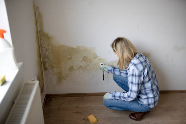 young woman measures the humidity on a wall with a lot of mold young woman measures the humidity on a wall with a lot of mold in an apartment hygrometer photos stock pictures, royalty-free photos & images