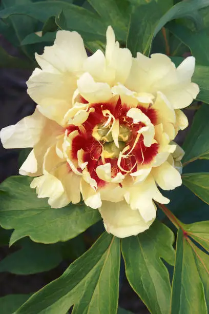 Callie's Memory Itoh peony (Paeonia 'Callie's Memory'). One of hybrids between Garden peonies and Tree peonies.