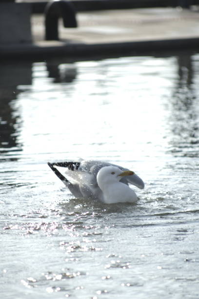 istock Seagull bathing in water 1372319133