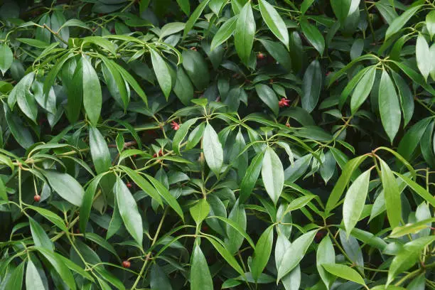 Chinese anise tree (Illicium henryi). Called Henry anise tree also.