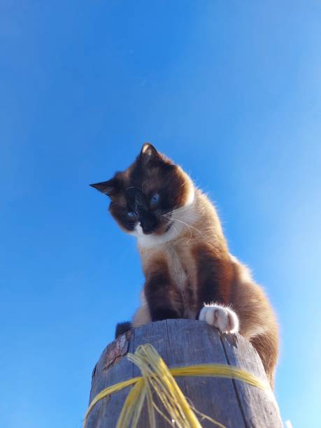 istock Thai Siamese cat against blue sky 1372319653