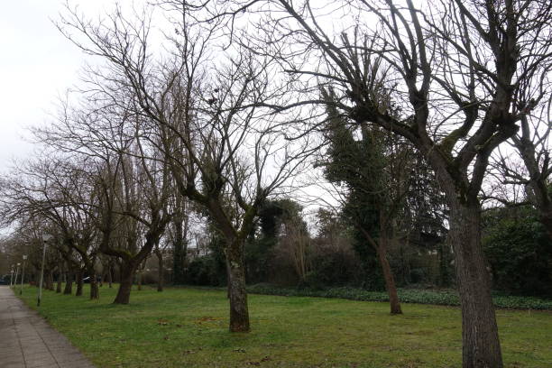 istock Pathway of catalpas in winter  Deciduous trees 1372320571