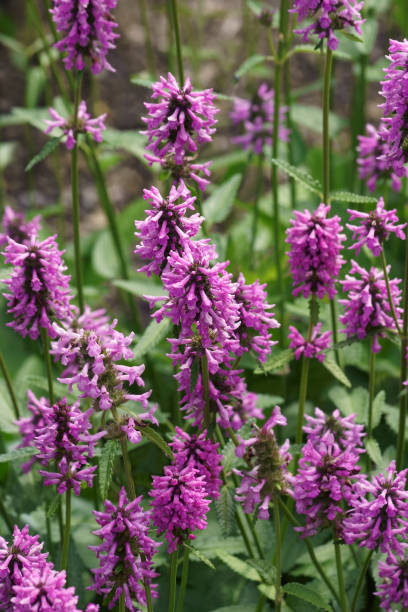 istock Close-up image of Common hedgenettle flowers 1372320664
