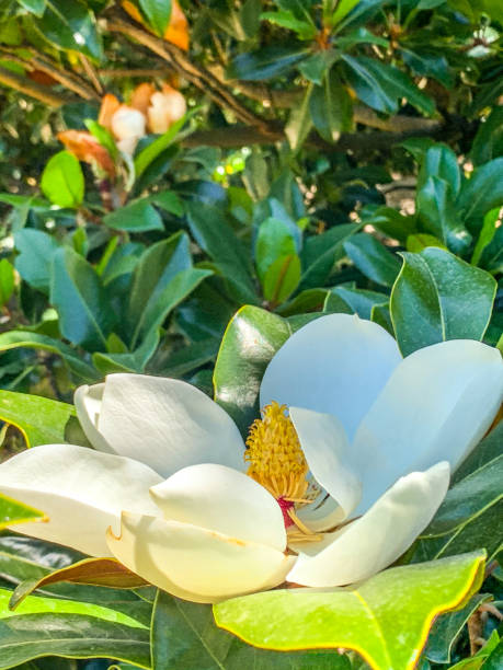 Closeup photo of a flower of a magnolia grandiflora Macro of a magnolia grandiflora flower magnolia white flower large stock pictures, royalty-free photos & images