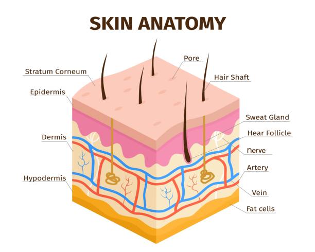 istock Human skin layers anatomy, dermis, epidermis and hypodermis tissue. Skin structure, veins, sweat pores and hair follicles vector infographic 1372321210