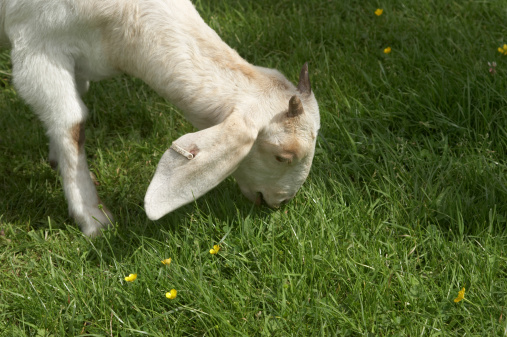 goat eating grass