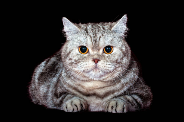 istock A beautiful British shorthair kitten. 1372322243