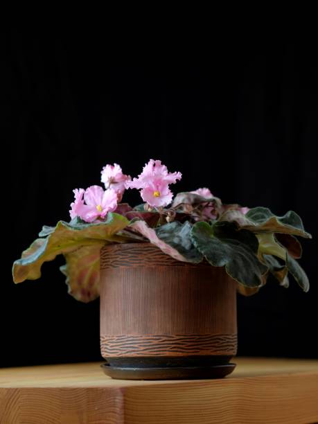 istock Indoor plants and flowers. 1372322498