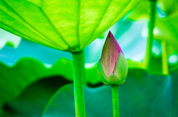 Summer blooming lotus