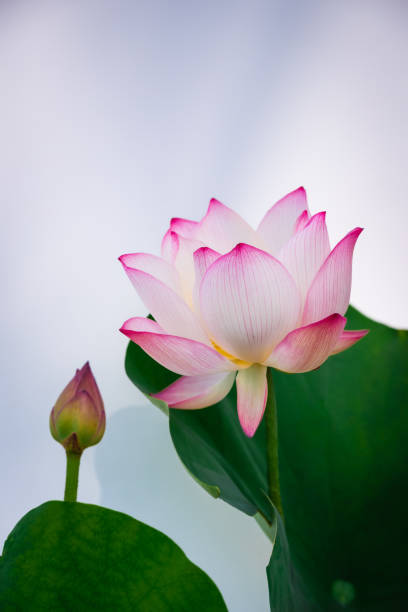 istock Summer blooming lotus 1372322590