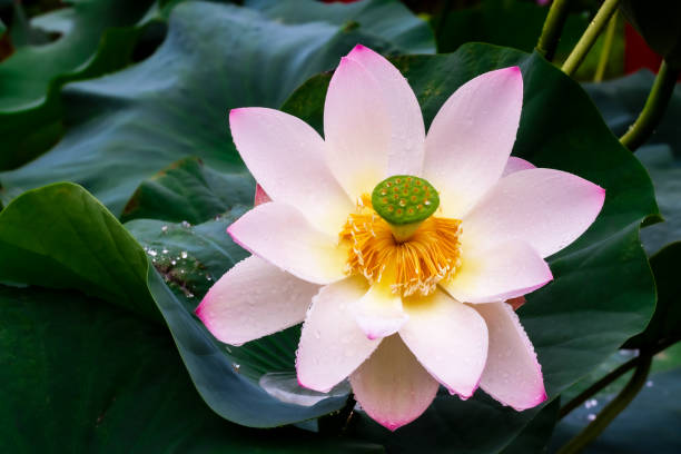 lotus fleurissant d'été - single flower flower water lily water plant photos et images de collection