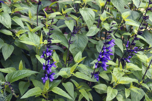 immagine ravvicinata di salvia nera e blu - salvia foto e immagini stock