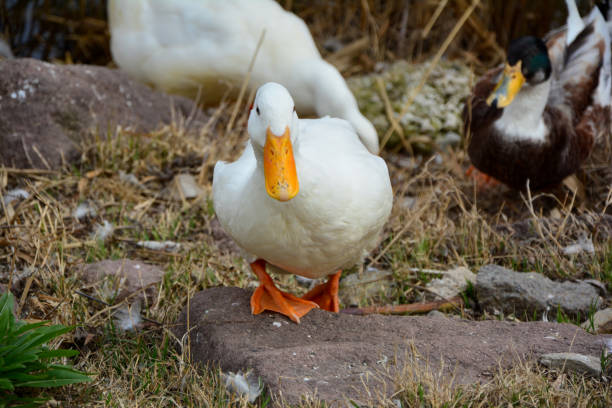 Close up of a white duck resting