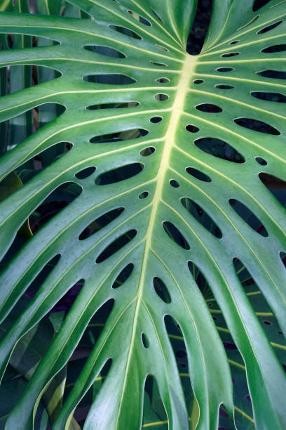 istock Close-up image of Swiss cheese leaf 1372323555