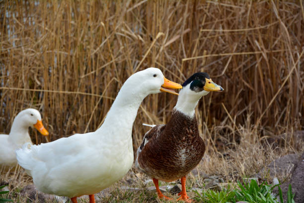 istock ducks on the grass, Spring season 1372323634