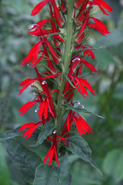 istock Close-up image of Cardinal flower. 1372323783