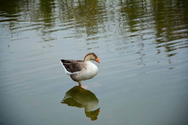 country goose in the lake