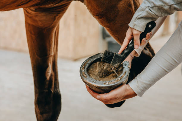 primer plano de la niña limpiando la pezuña del caballo - pezuña fotografías e imágenes de stock