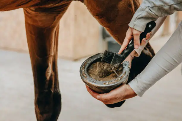 Photo of Close up of girl cleaning horse hoof